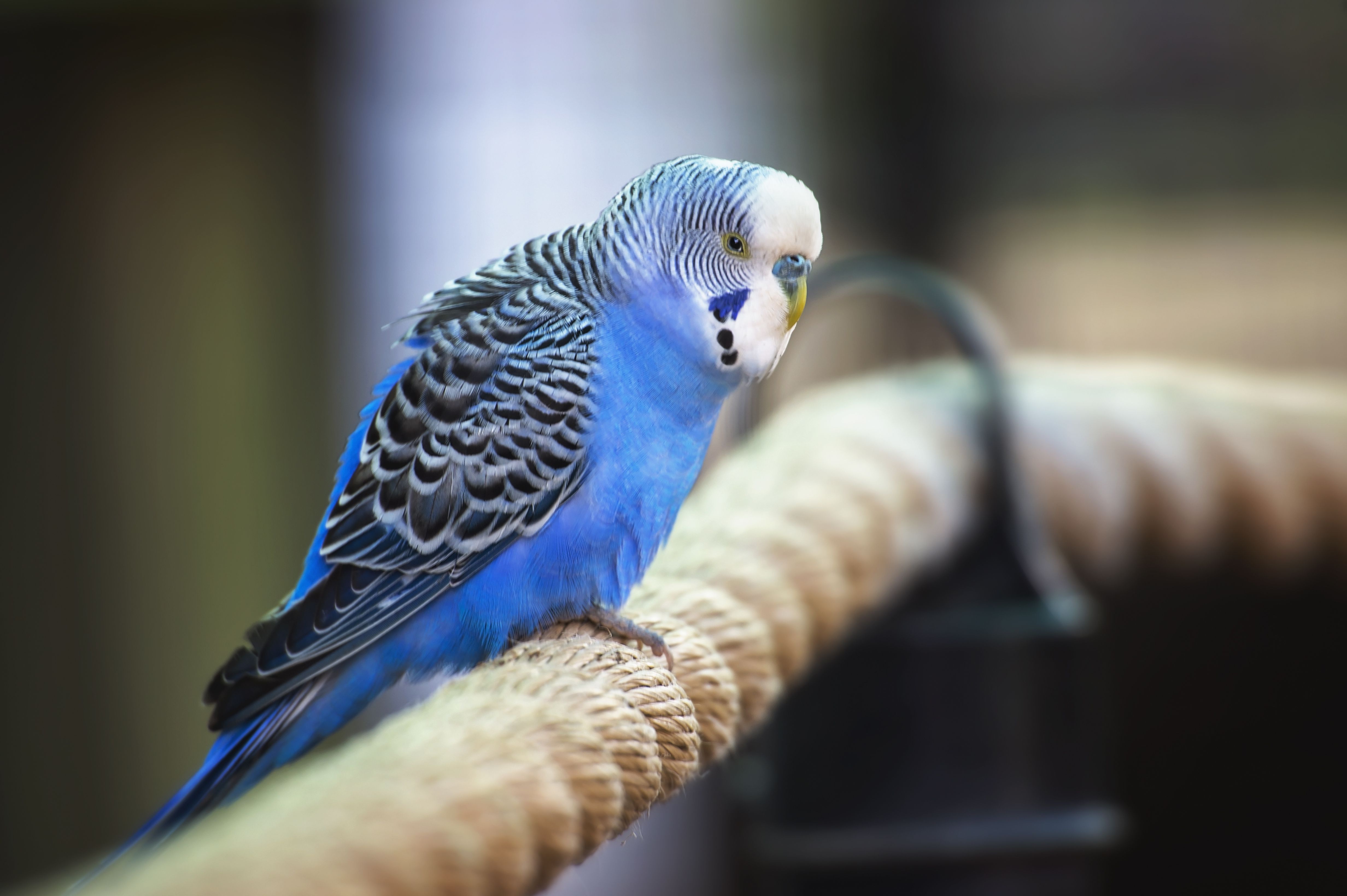parakeet bird